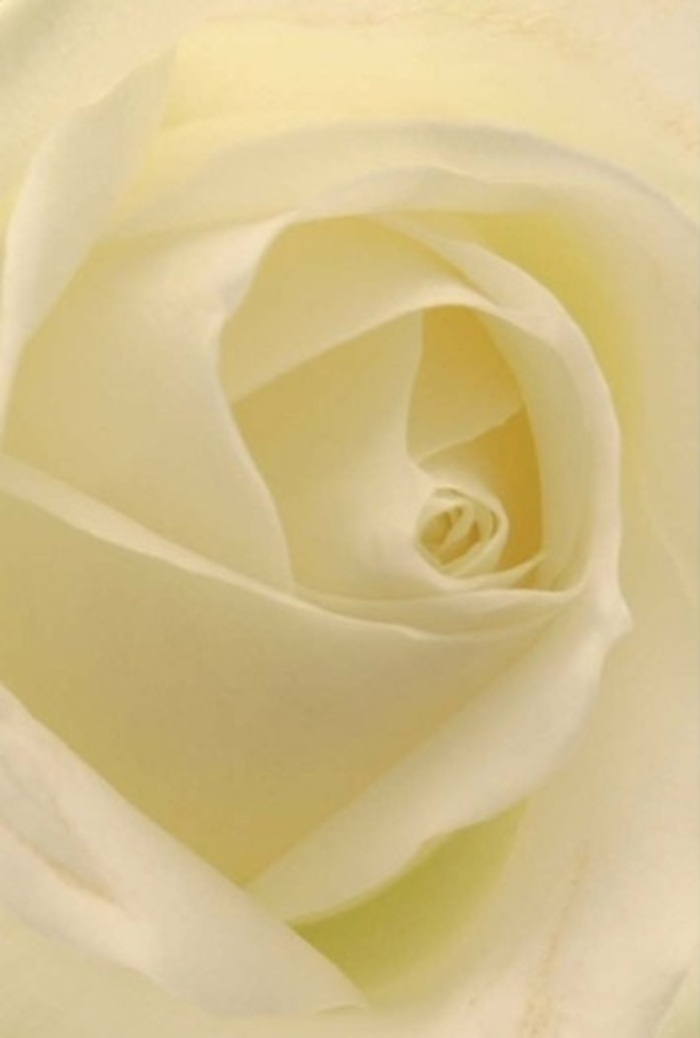 Drawn in close to this classic white rose, the tranquil charm of a Leytonstone bouquet is laid bare in elegant simplicity. Each petal, transitioning from milky white to creamy undertones, layers gracefully upon the next, their spiraled arrangement radiating harmony as if lit by the gentle sun above Hollow Ponds. There is a profound serenity here; light seeps through each petal, lending the bloom a softness almost ethereal. As we craft such roses for weddings at St. John's Church or heartfelt moments shared on Grove Green Road, we see not just a flower, but a message of sincerity and refined taste. The rose's core, a perfect swirl of resilience, underscores purity and quiet endurance, while subtle shadows lend dimension and lifelike texture. An almost tangible scent-clean, discreet, serene-completes the experience, ensuring this arrangement is always appropriate, whatever the occasion may call for in Leytonstone.